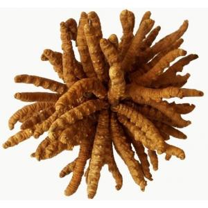 Cordyceps Sinensis CS-4 kivonat 750mg 100 kapszula